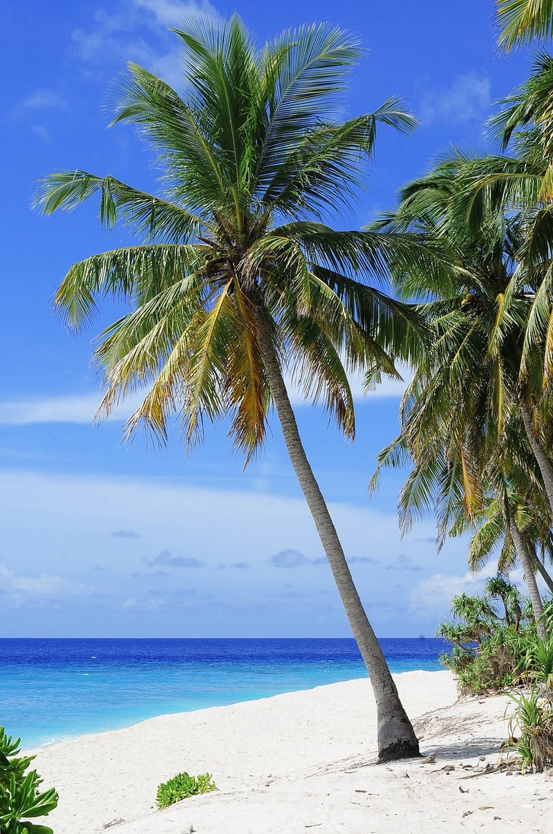 Exotic Vacation